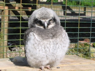 hawk-Owlet