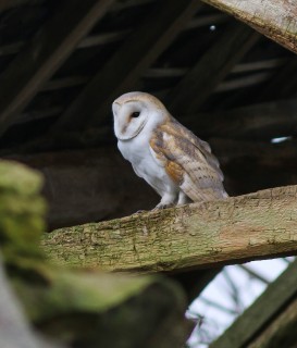 Barn-Owl---SLeece2