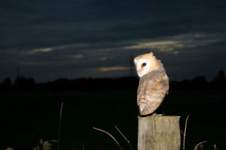 Barn-Owl-123