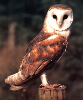 owl-articles-and-conservation-reports