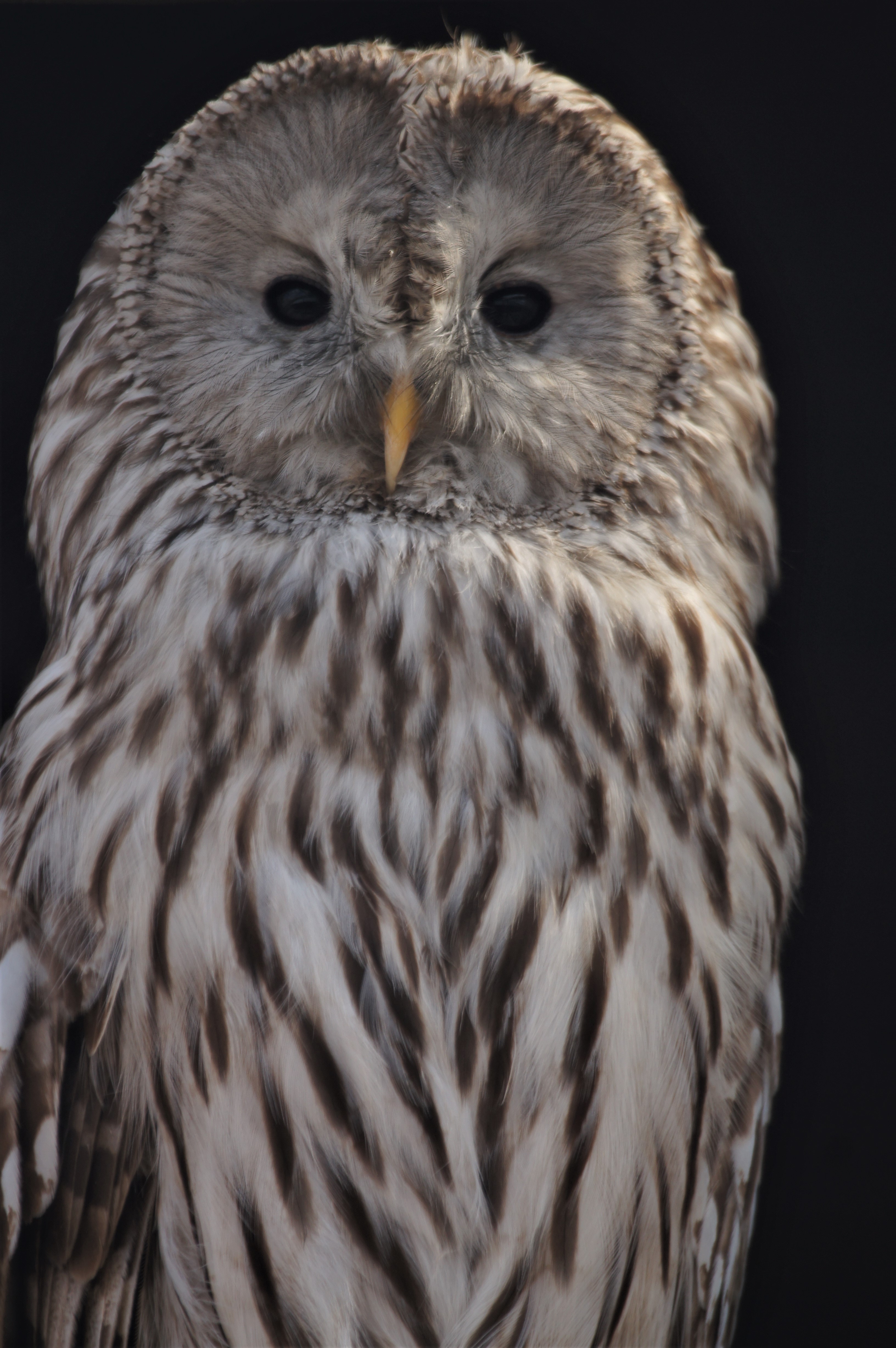 Adopt Ivan the Ural Owl