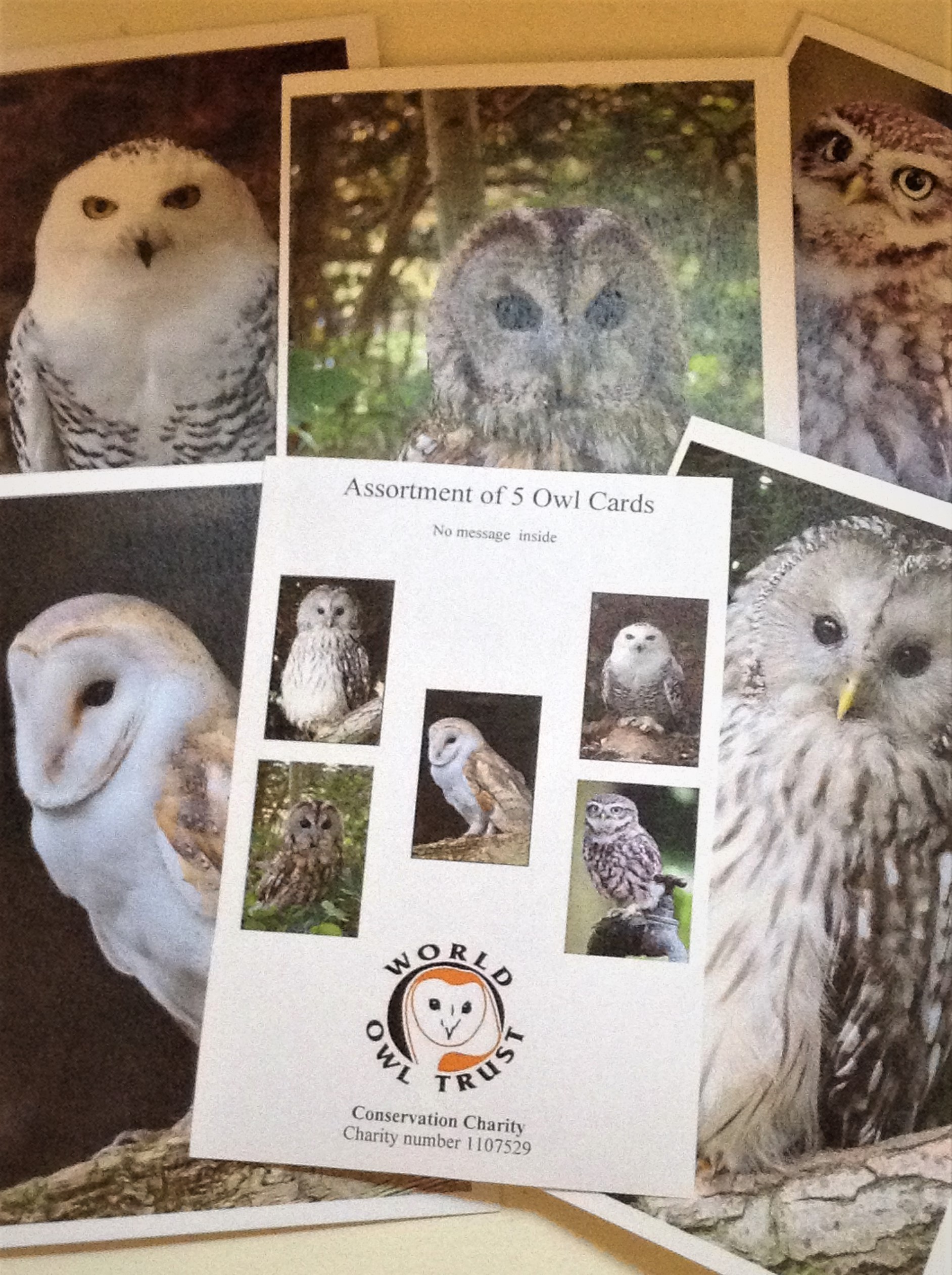 Assortment of 5 Owl Cards