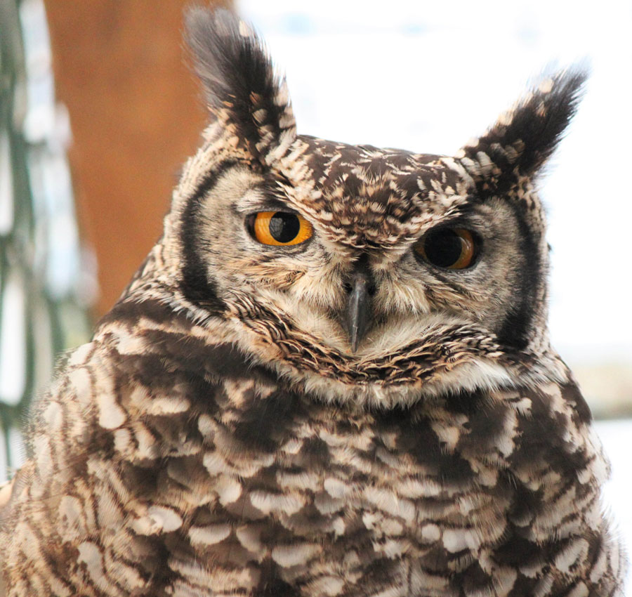 Adopt An African Spotted Eagle Owl