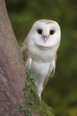 Adopt A British Barn Owl