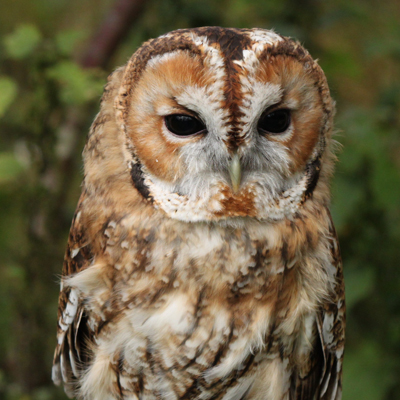 Adopt Fudge the Tawny Owl