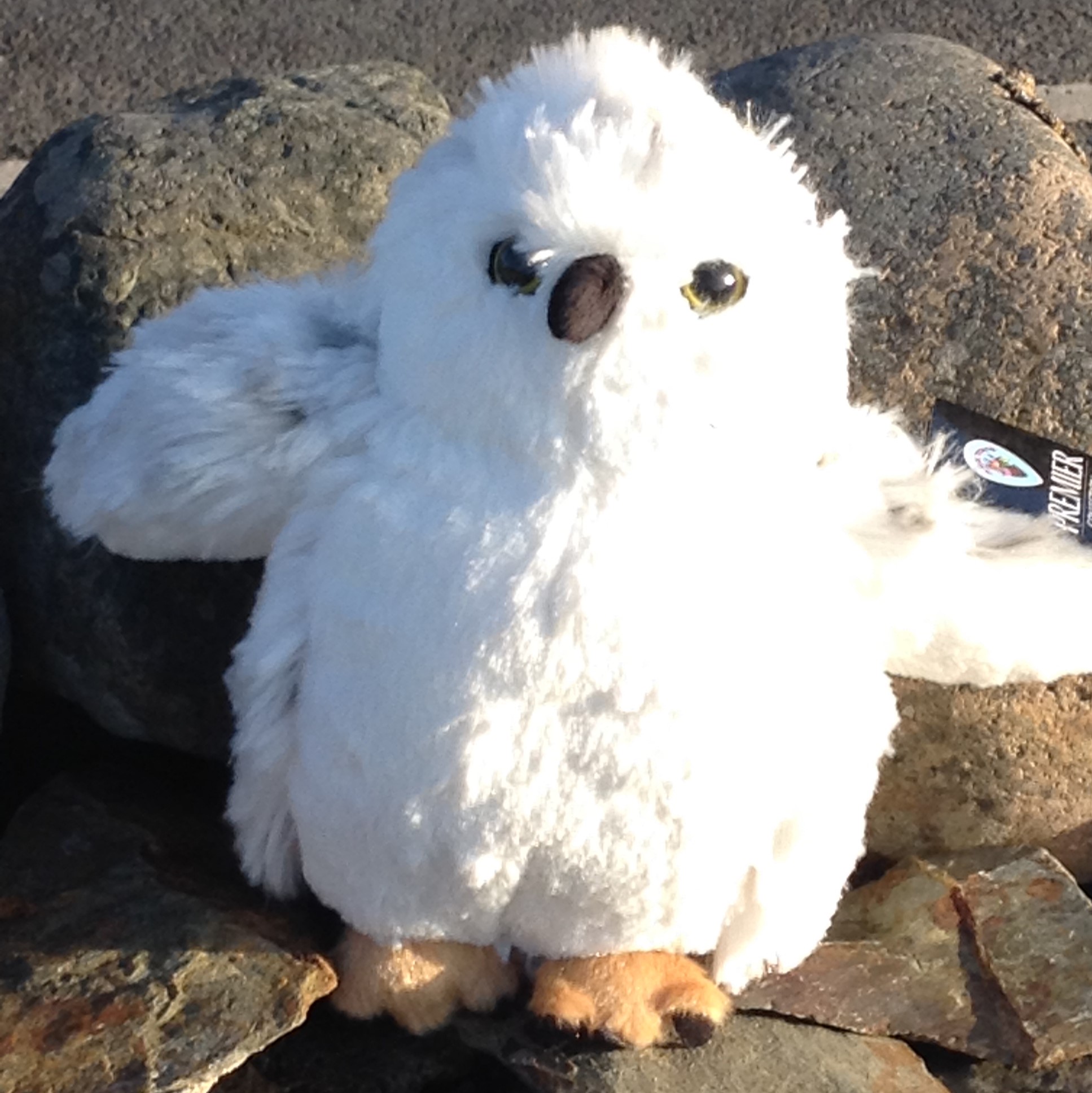 Fluffy Snowy Owl