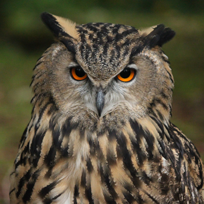 Adopt Planck the European Eagle Owl