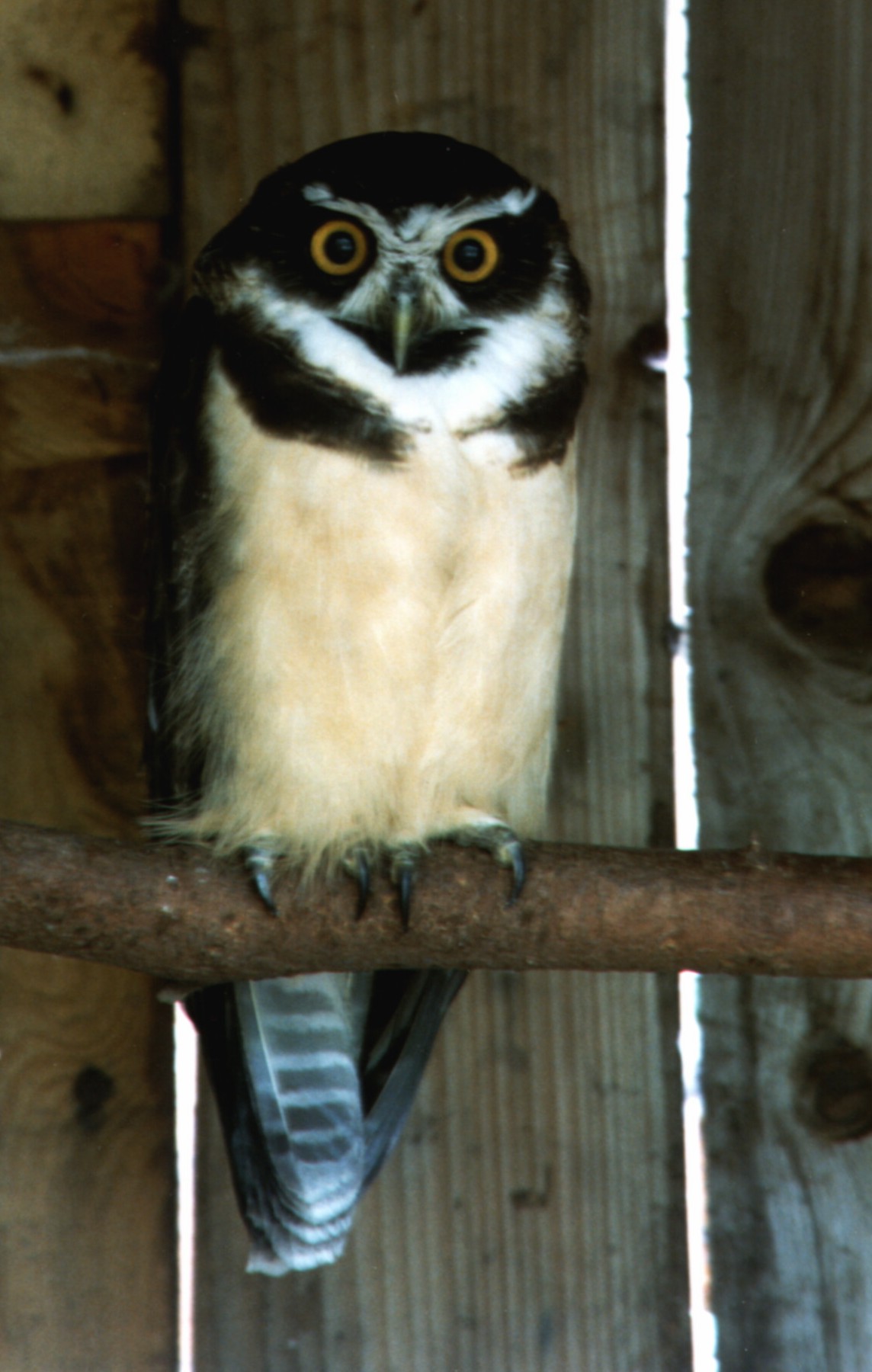 Adopt A Spectacled Owl