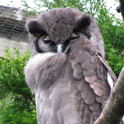Adopt A Verreaux's Eagle Owl