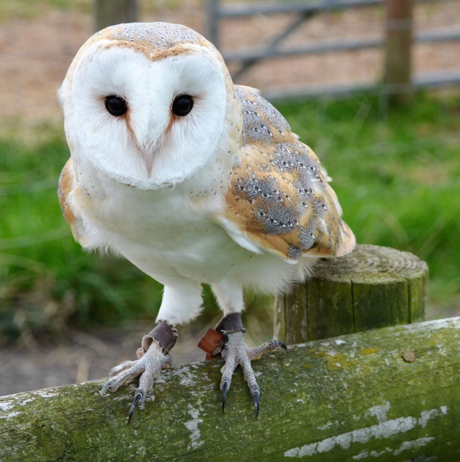 Adopt Barney Barn Owl