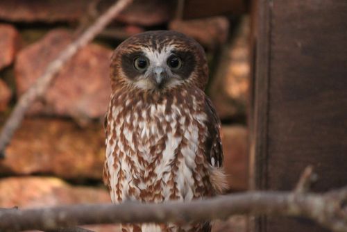 Adopt A Boobook Owl