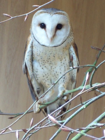 african-barn-owl