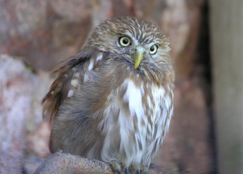visit-the-world-owl-trust-web-shop